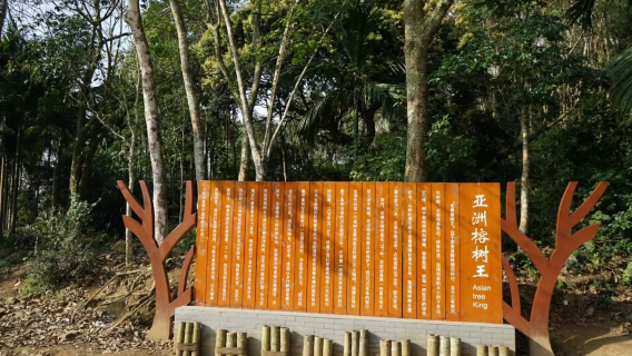 King of Asian Banyan Trees