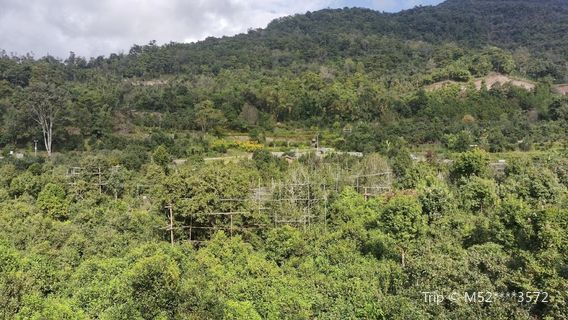 Ning'er Kunlu Mountain Ancient Tea Garden