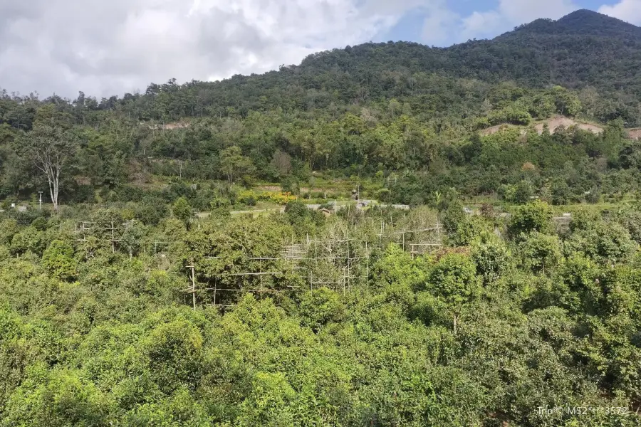 寧洱困鹿山古茶園