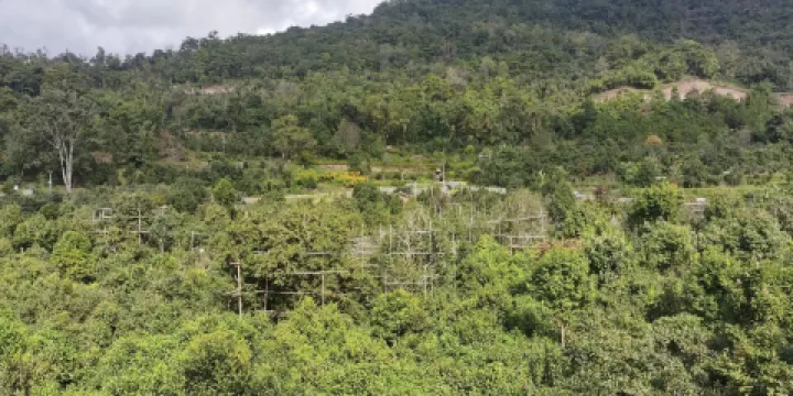 寧洱困鹿山古茶園