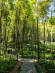 Chuanling Bamboo Forest