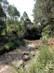 Hutan Pinus Rahong