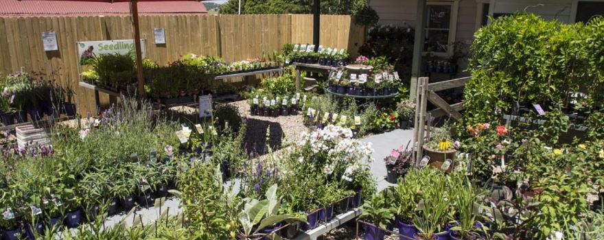 The Spires Nursery