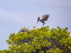 Zambezi River Cruise