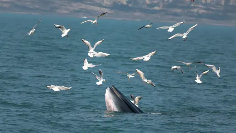 Whale Watching at Sea in Beihai attraction in Beihai