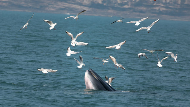 Whale Watching in Beihai