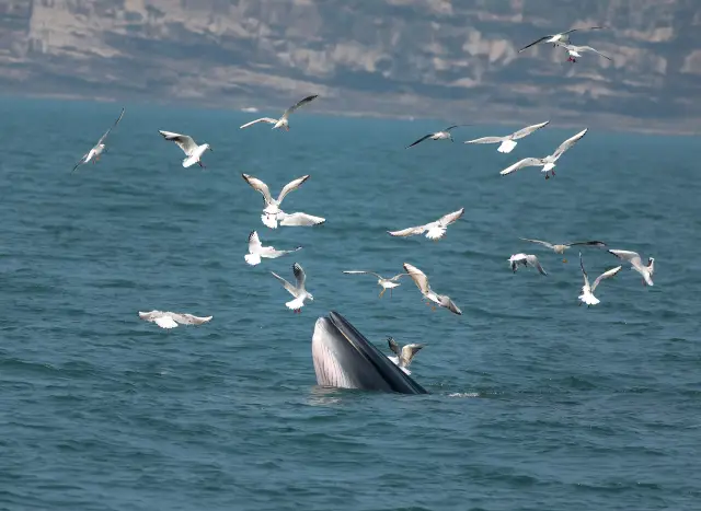 Whale Watching At Sea in Beihai