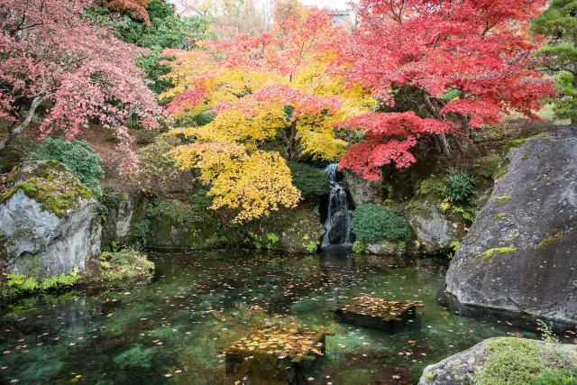 การชมใบไม้เปลี่ยนสีที่ฮาโกเน่