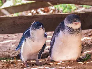 Penguin Island