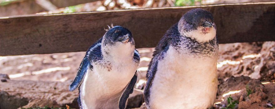 Penguin Island
