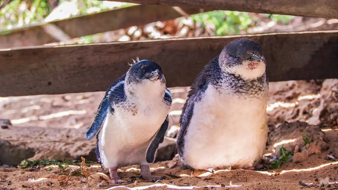 Hotels near Penguin Island