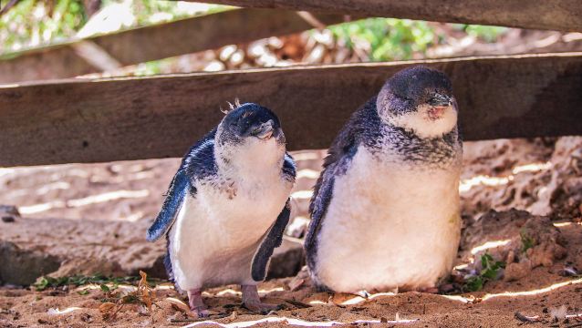Penguin Island