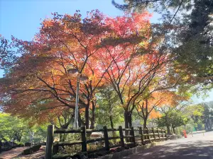 Halla Arboretum, Jeju Island,S.Korea