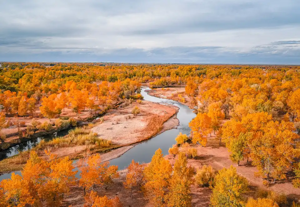 5_Habahe Birch Forest