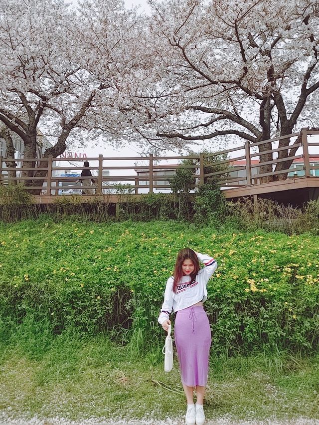 부산 벚꽃 명소 - 온천천 