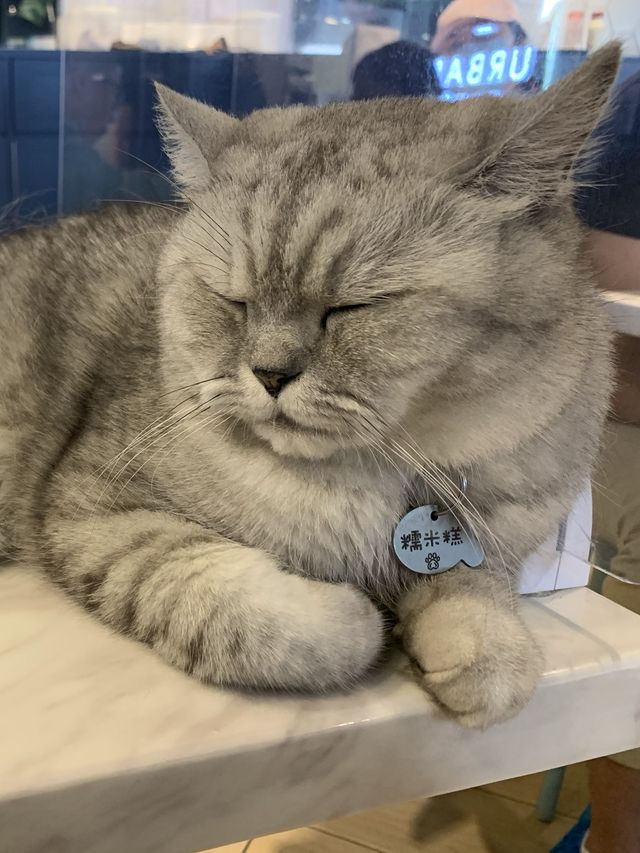 駱駝漆開心貓咪Cafe 