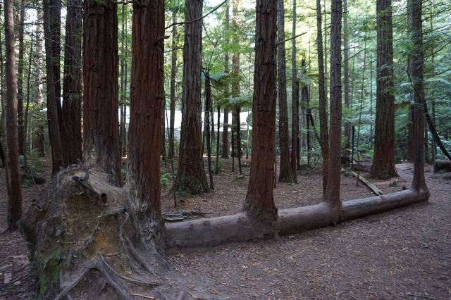 Redwoods, Whakarewarewa Forest