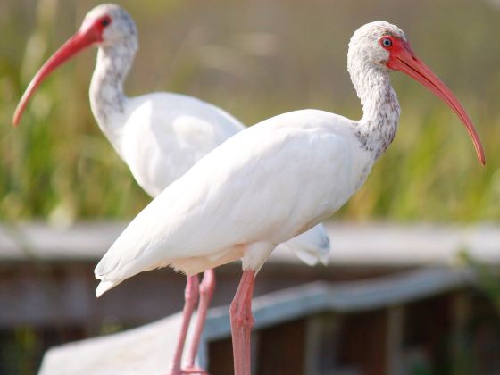 Yancheng Wild Animal World