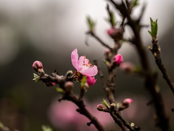 Baoji Botanical Garden