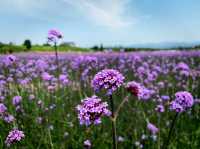 The Flower Town (Huatian Town) in Wuyi