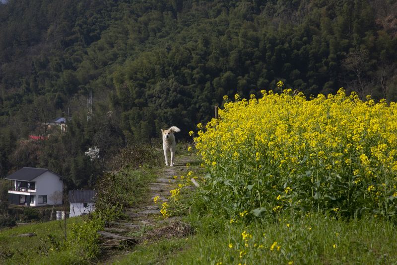 胥嶺