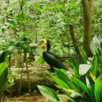 Animal Park 