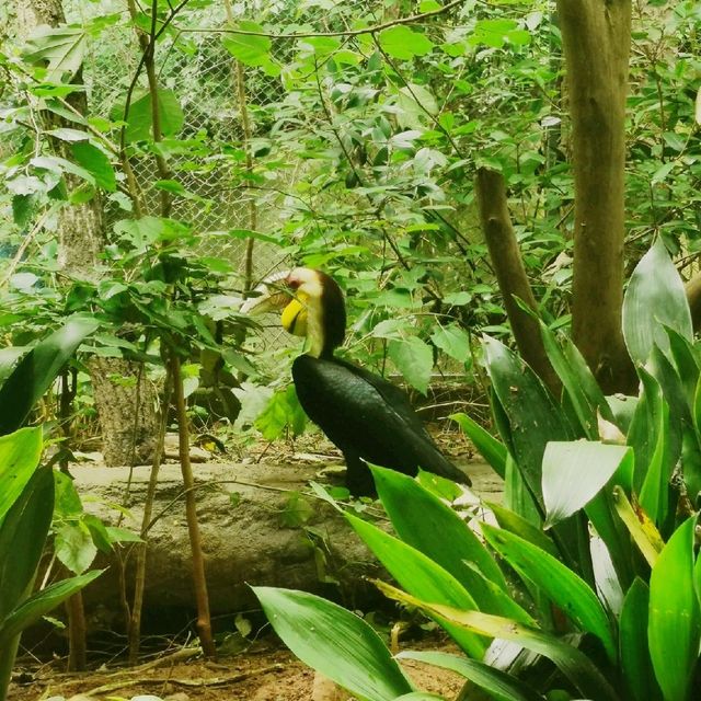 Animal Park 
