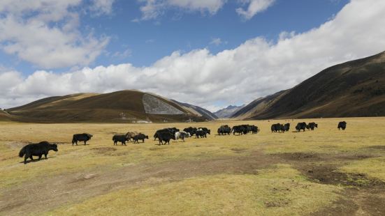 龙灯草原在甘孜州道孚县龙灯乡境内，分布于川藏公路两侧，坦荡宽