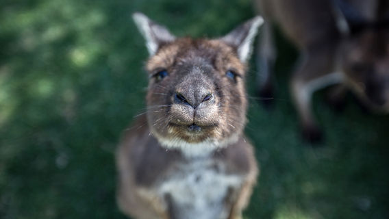 Glen-Forest Tourist Park & Vineyard