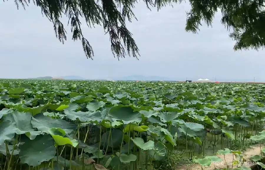 恆海怡荷園