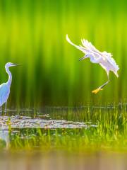 Bailu Wetland Park