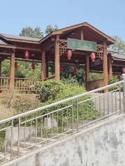 Jingshan Camellia Source
