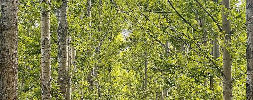 Mysterious Forest
