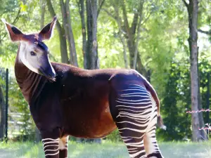 Parco Zoo Falconara Srl