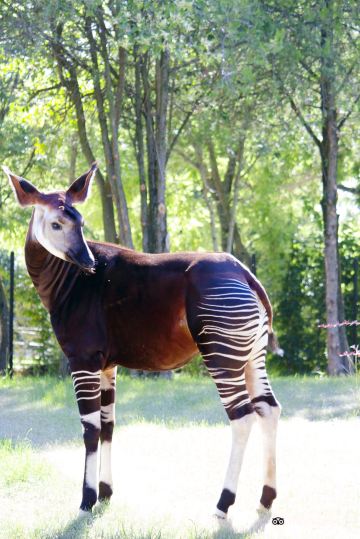 Parco Zoo Falconara Srl