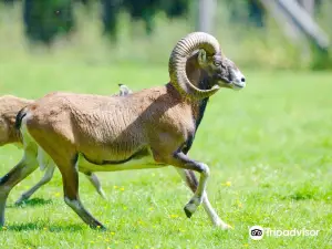 Wildpark Muden