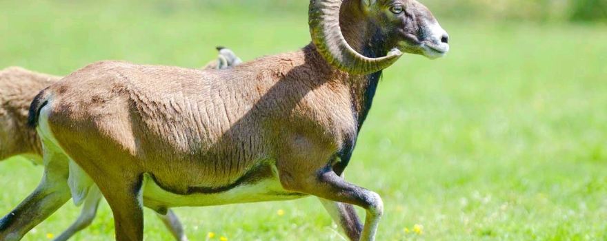 Wildpark Muden