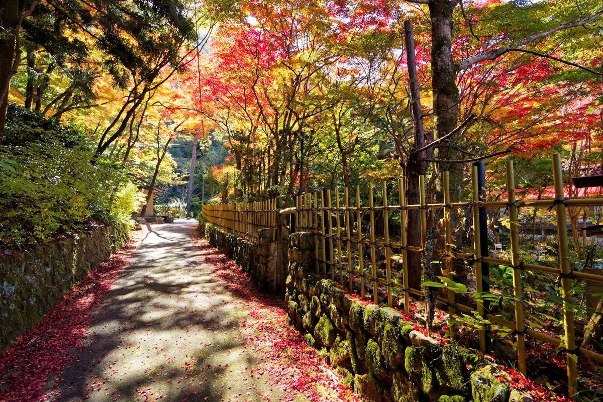 日本紅葉 | 有馬溫泉