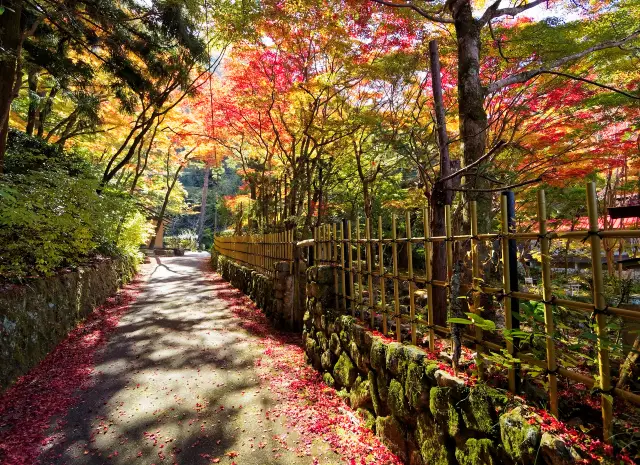 Fall Foliage Sightseeing in Kobe