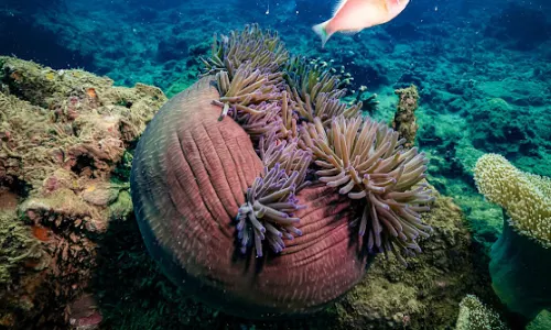Diving in Da Nang