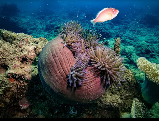 Diving in Da Nang