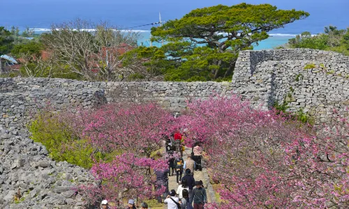 Okinawa Cherry Blossom Appreciation