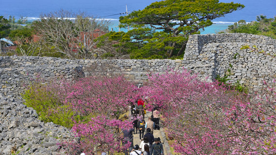 Cherry Blossom Viewing in Okinawa Prefecture