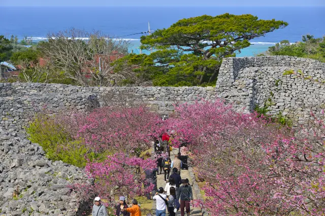 Cherry Blossom Viewing in Okinawa Prefecture