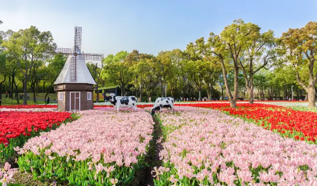 Tulip Viewing in Shanghai