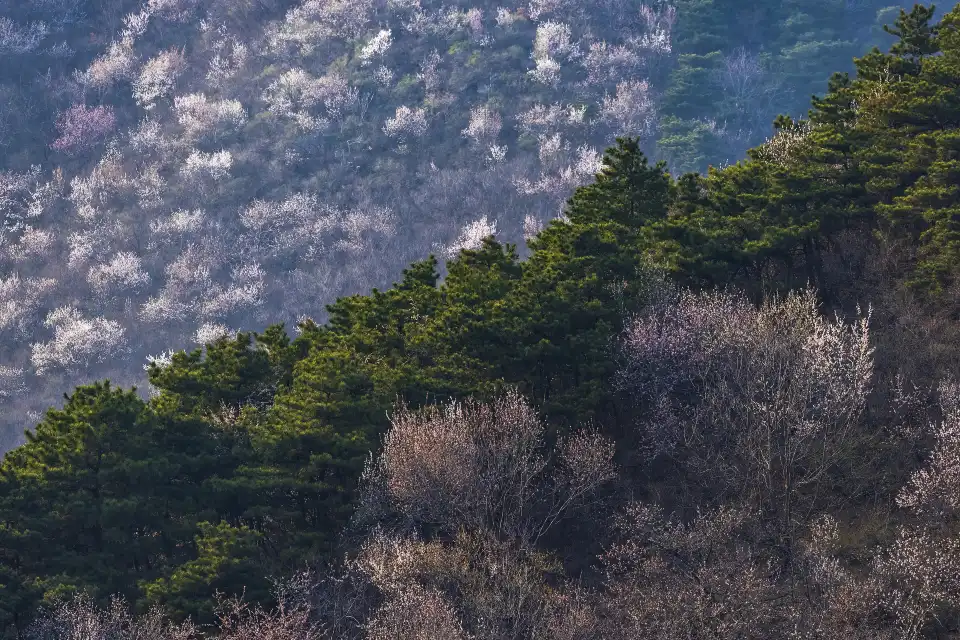 3_Mangshan National Forest Park