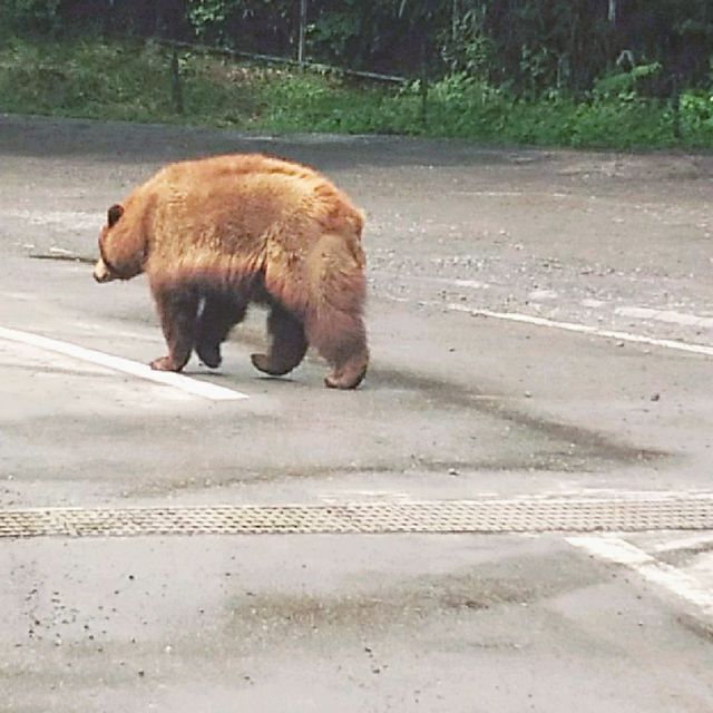 【富士サファリパーク】