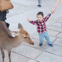 【 童話世界般的奈良公園 】