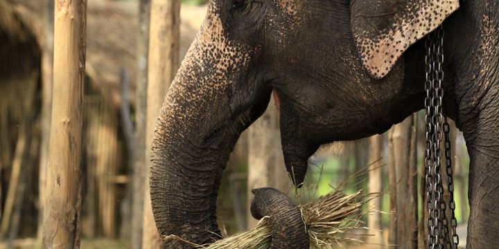 Thai Elephant Home