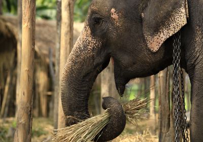 Thai Elephant Home